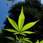 Marihuana lecznicza - gdzie legalna